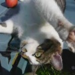 katzenbild