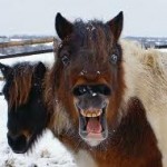 ponybild